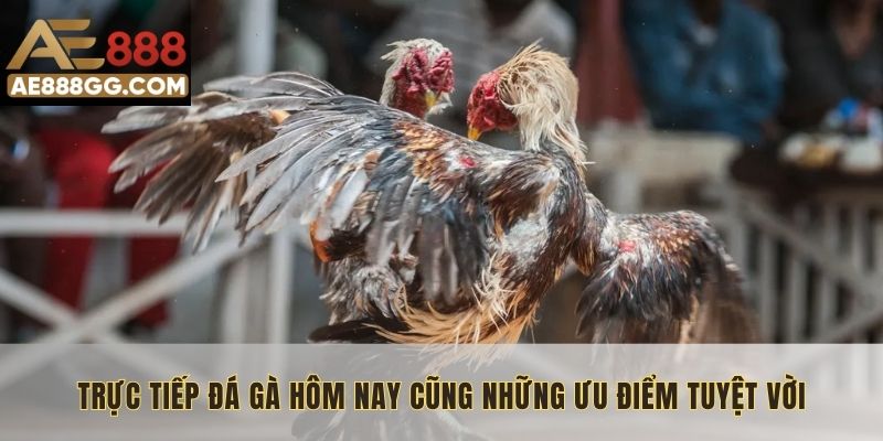 Trực tiếp đá gà hôm nay cũng những ưu điểm tuyệt vời